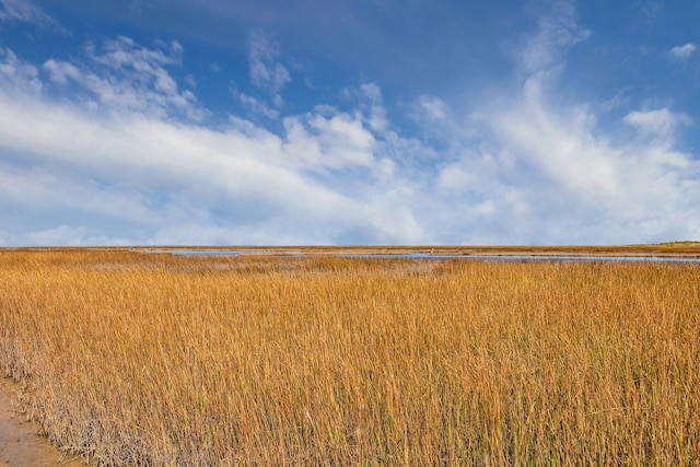 view of local wilderness