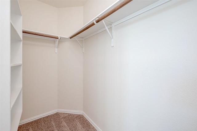 spacious closet featuring carpet