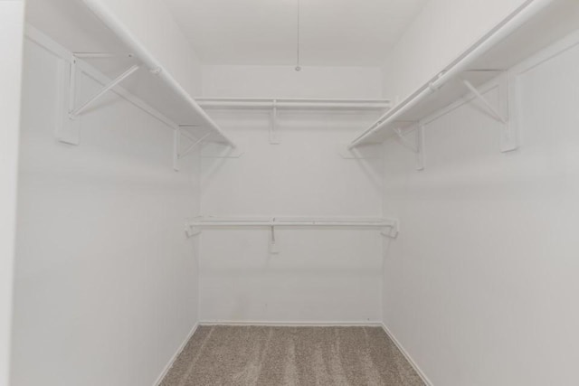 walk in closet featuring carpet floors