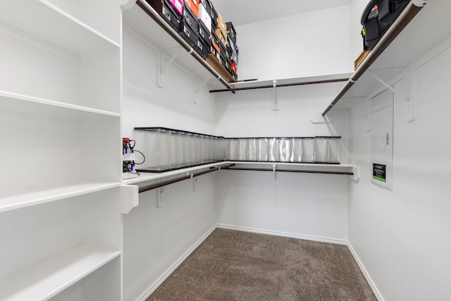 spacious closet featuring carpet floors