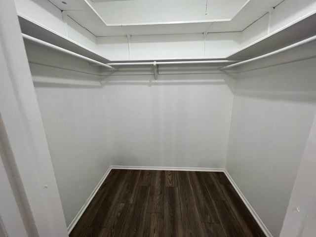 spacious closet featuring wood-type flooring