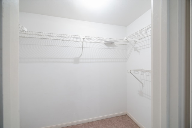 spacious closet featuring carpet