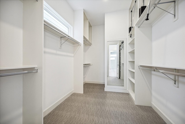 spacious closet featuring carpet flooring