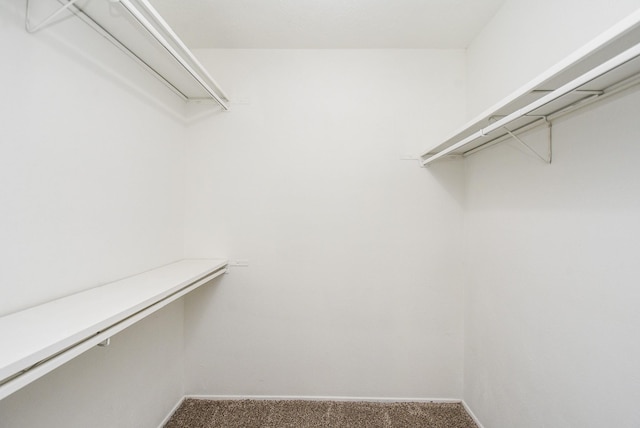 walk in closet with carpet flooring