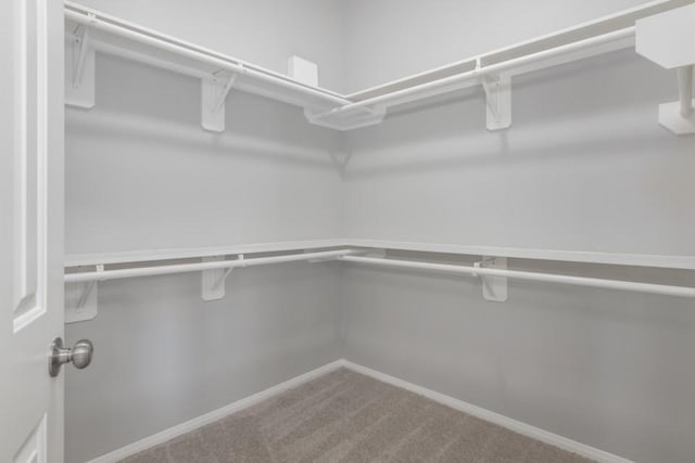 walk in closet featuring carpet flooring