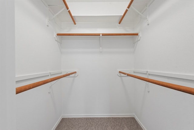 spacious closet featuring carpet