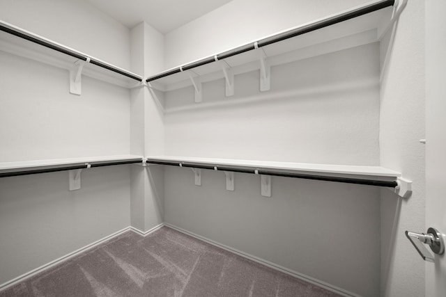 spacious closet featuring carpet flooring