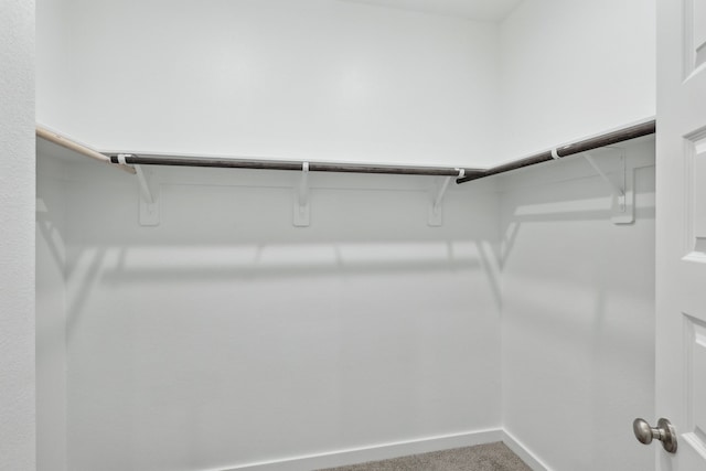 spacious closet featuring carpet