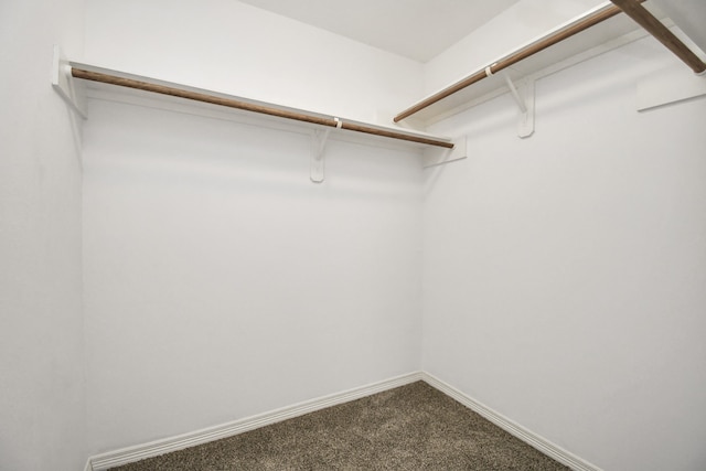 walk in closet with carpet flooring