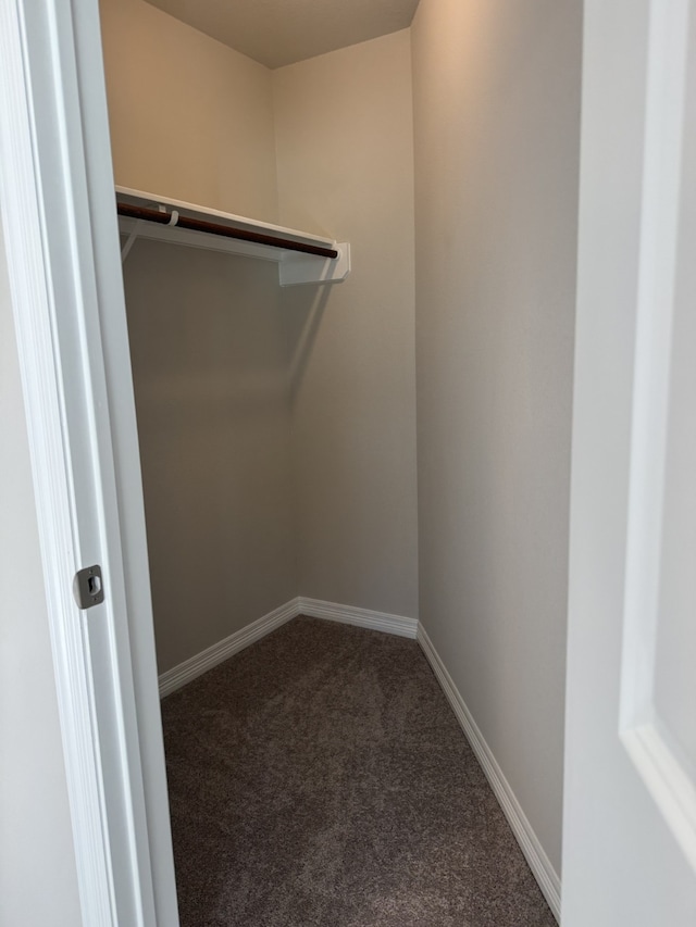 spacious closet featuring carpet flooring