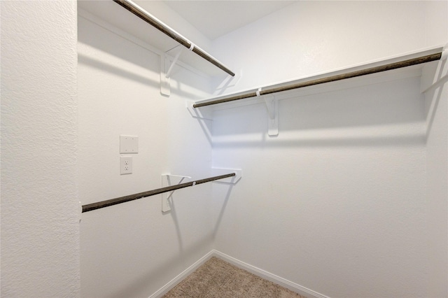 spacious closet featuring carpet