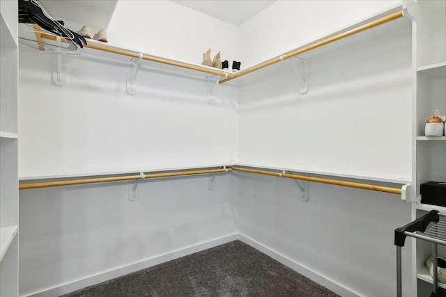 spacious closet featuring carpet