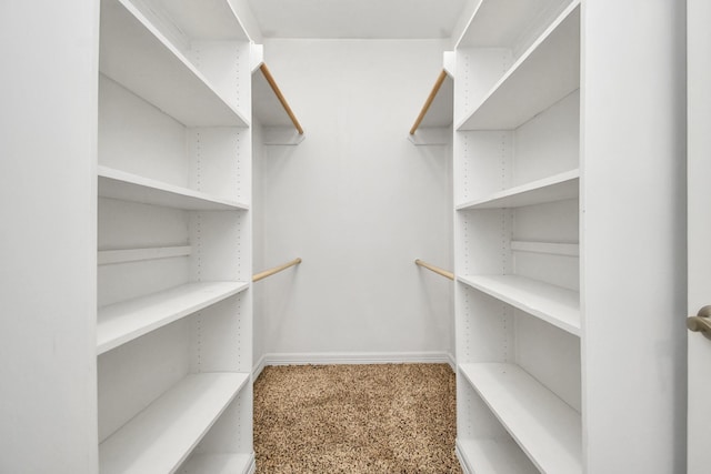 spacious closet featuring carpet floors