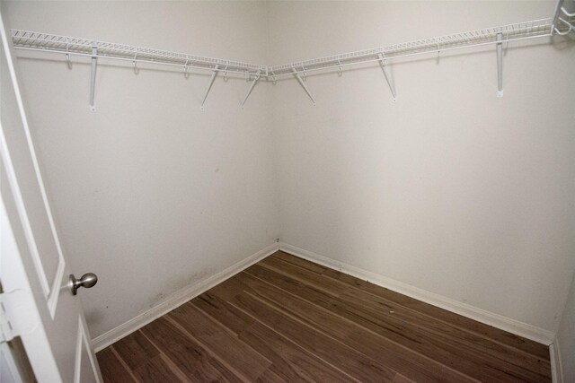 spacious closet featuring dark hardwood / wood-style flooring