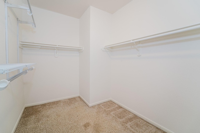 spacious closet featuring carpet flooring