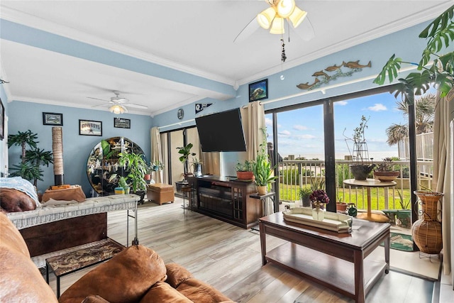 living room featuring ceiling fan, crown molding, and light hardwood / wood-style flooring