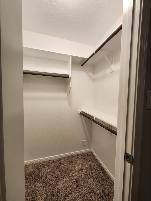 spacious closet featuring carpet