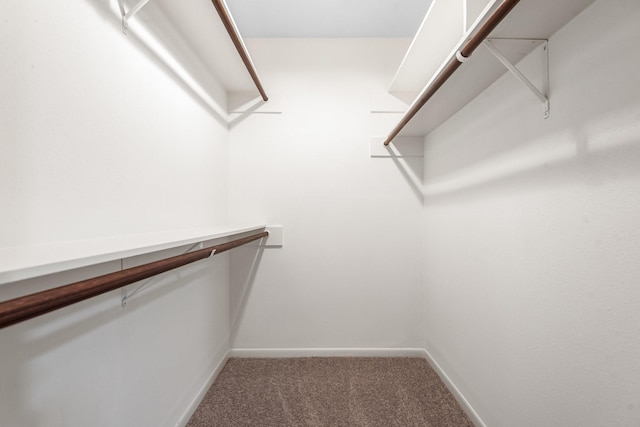 walk in closet with carpet floors