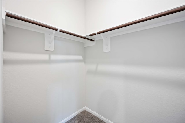 spacious closet featuring carpet