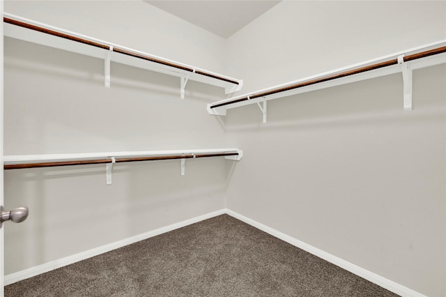 walk in closet with carpet floors