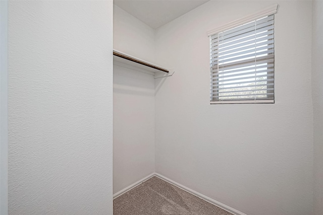 spacious closet with carpet floors