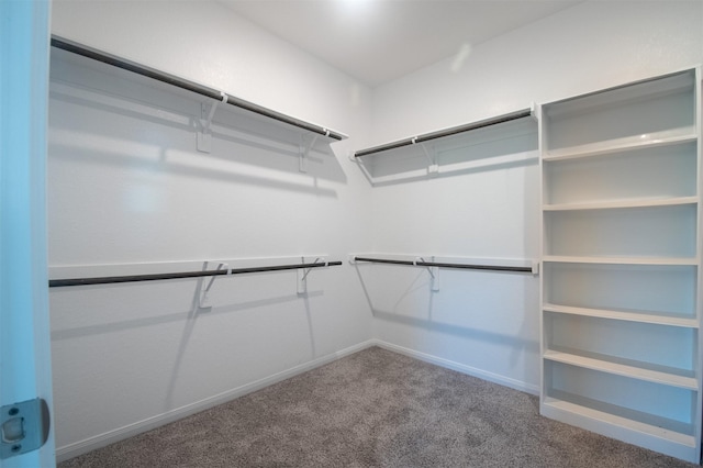 spacious closet featuring carpet floors