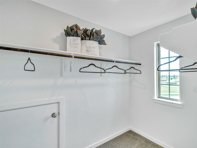 walk in closet featuring carpet floors