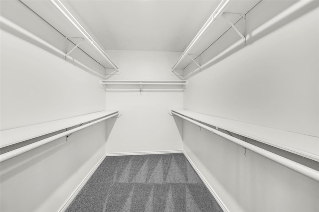 spacious closet featuring carpet floors