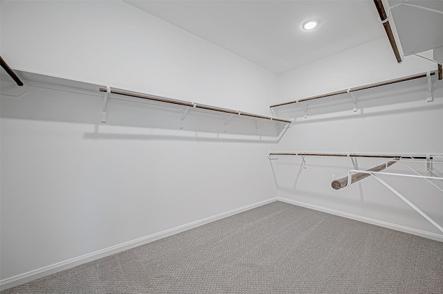 spacious closet featuring carpet