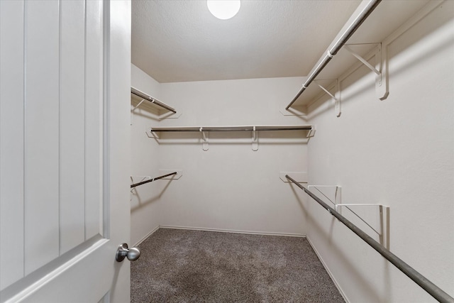 spacious closet featuring carpet floors