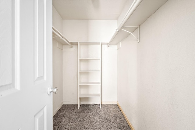 spacious closet featuring carpet flooring