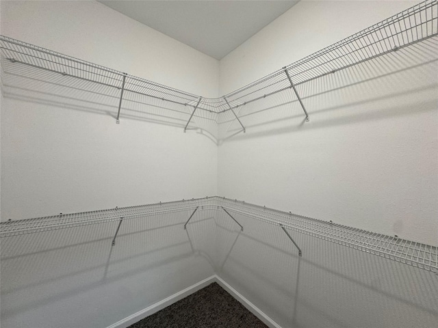 spacious closet featuring carpet flooring