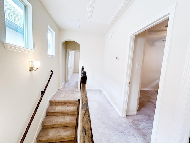 stairs featuring carpet and a wealth of natural light