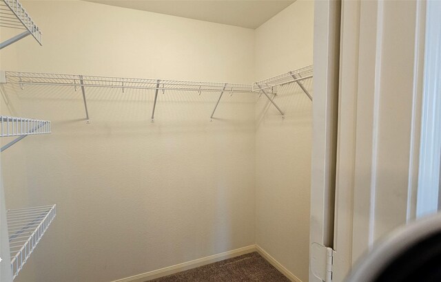 spacious closet featuring carpet flooring