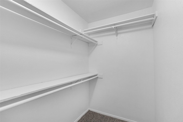 spacious closet featuring carpet flooring