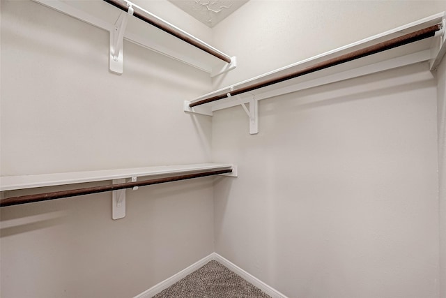 spacious closet featuring carpet