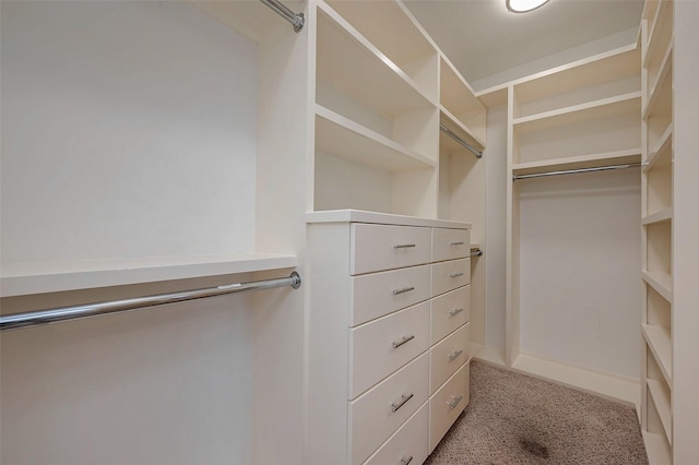 walk in closet featuring carpet flooring