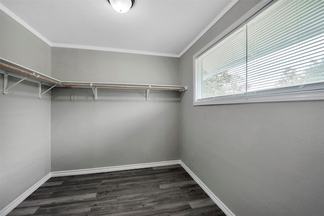 walk in closet with dark hardwood / wood-style floors