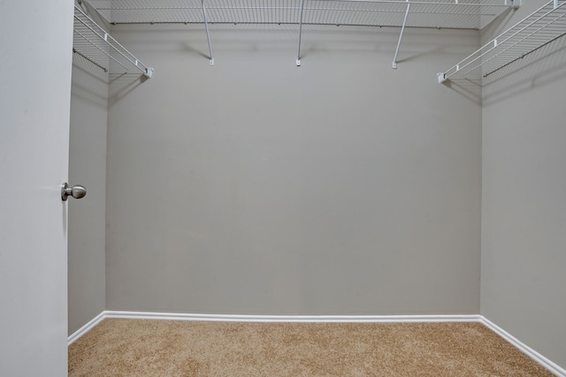 walk in closet with carpet flooring