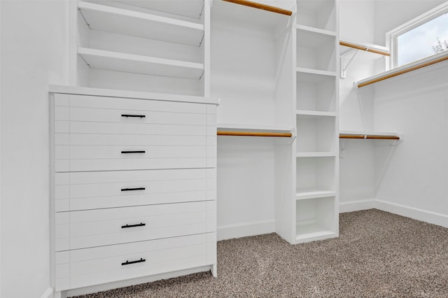 spacious closet featuring carpet floors