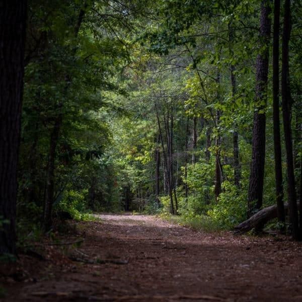 view of local wilderness