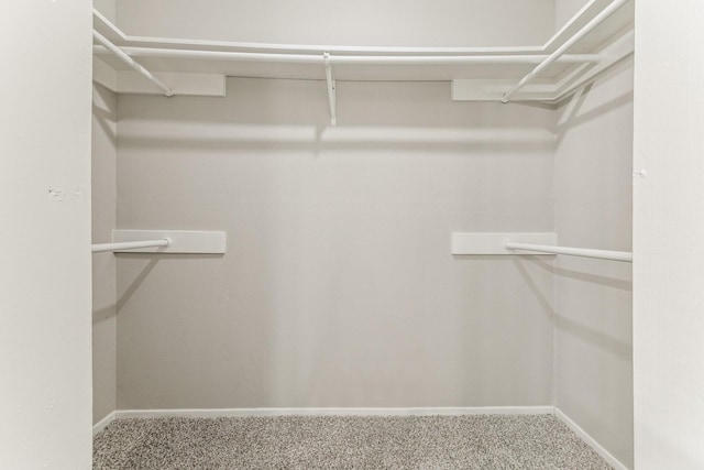 spacious closet with carpet floors