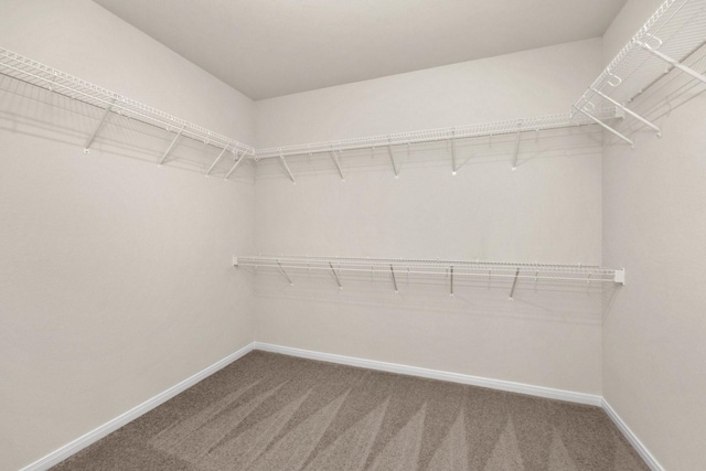 spacious closet featuring carpet