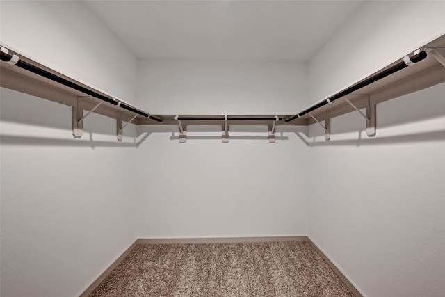 walk in closet featuring carpet floors