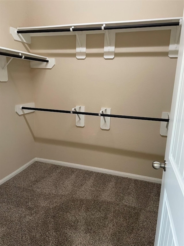 spacious closet featuring carpet flooring