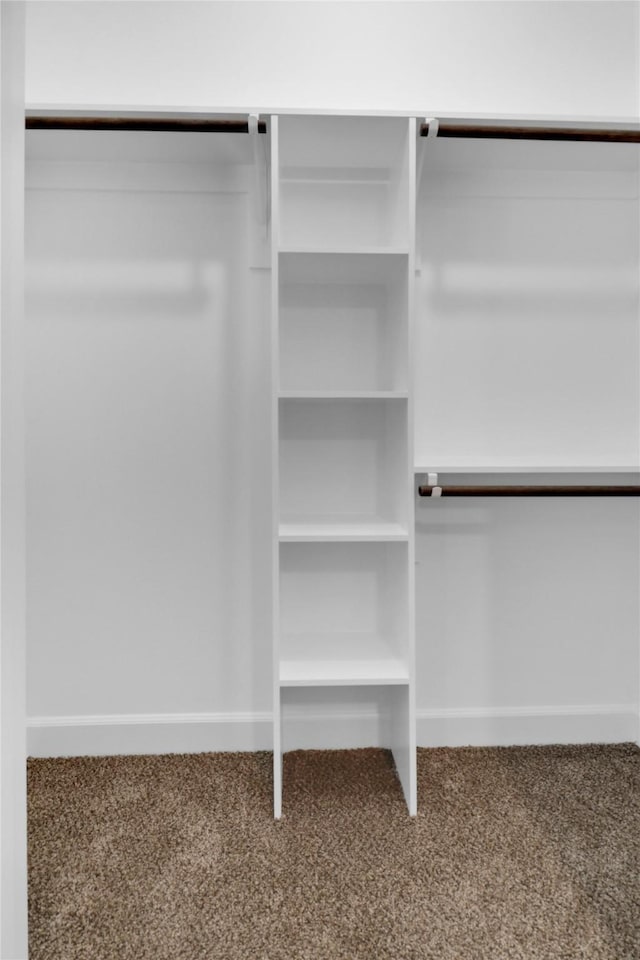 walk in closet featuring carpet flooring