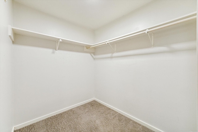 walk in closet with carpet floors