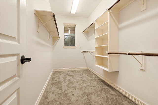 walk in closet with carpet flooring