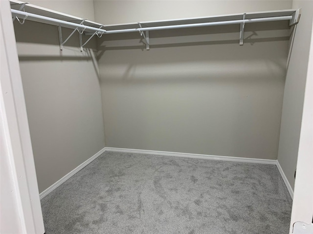 walk in closet featuring carpet