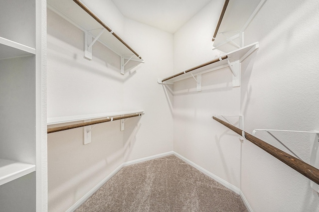 walk in closet with carpet floors